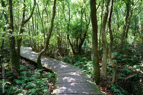 Fototapeta Naklejka Na Ścianę i Meble -  spring forest pathway in the gleaming sunlight