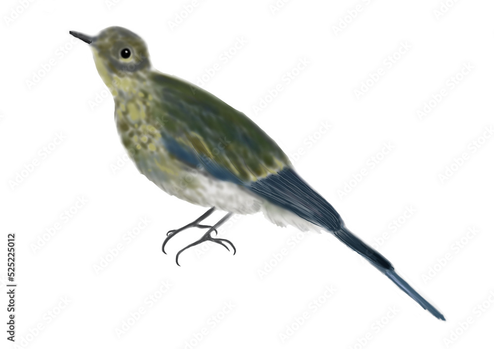 山鳥 山鳥