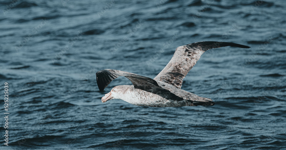 Obraz premium pelagic bird in flight
