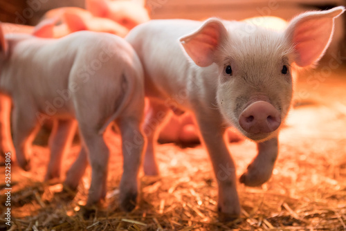 Photo Cute little newborn piglets live in a barn under a lighting lamp