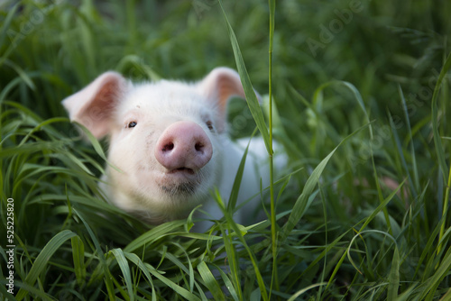 One curious white cute pig walks on the green grass and looks at the camera