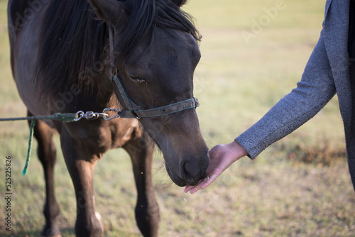 A woman feeds from her hand a young beautiful horse of a dark bay color on a green meadow on a sunny day
