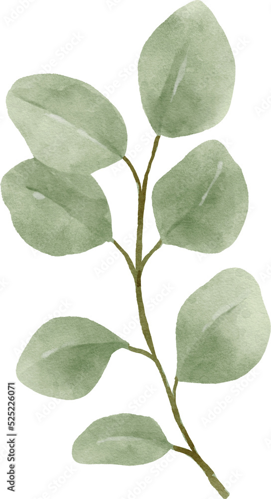 Eucalyptus Watercolor Leaves Illustration Eucalyptus Watercolor Leaves Illustration