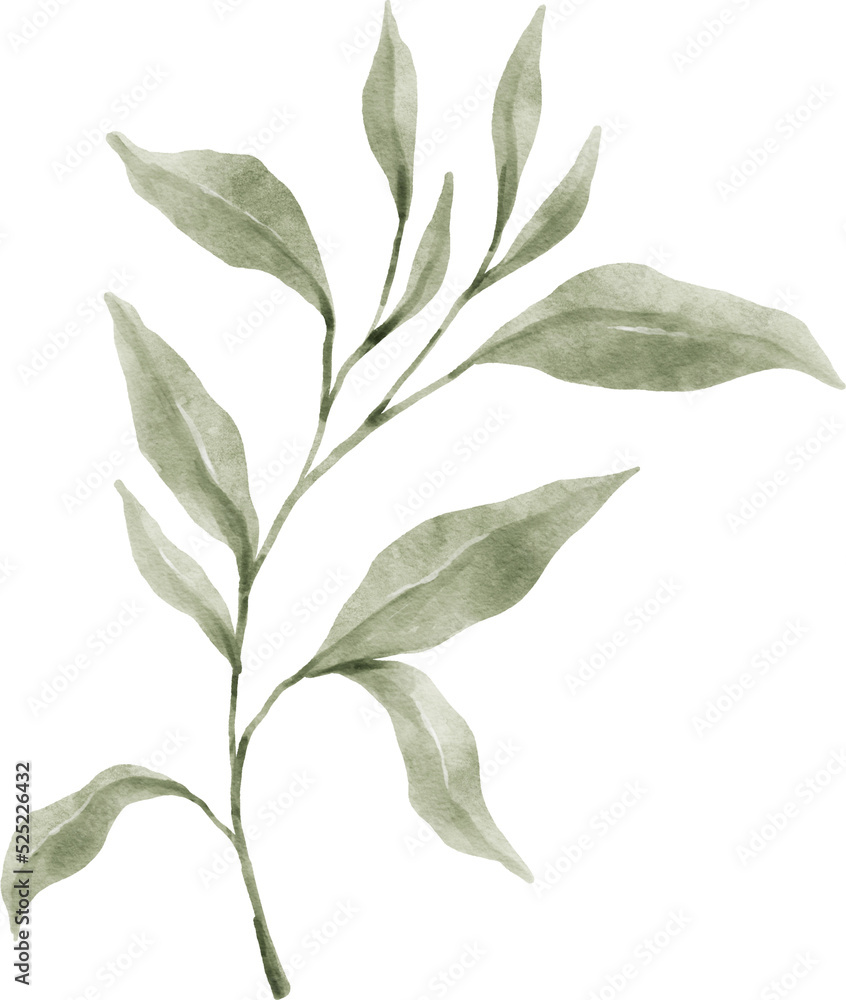 Fototapeta premium Leaf Watercolor Illustration