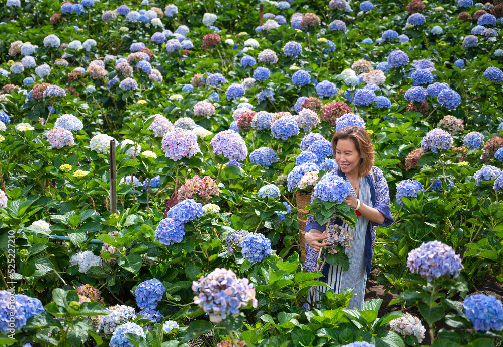 Fototapeta premium Portrait of a beautiful traveler woman walking in Hydrangea macrophylla field or Hortensia flower in a garden at Chiang Mai, Thailand. Travel concept in Thailand.