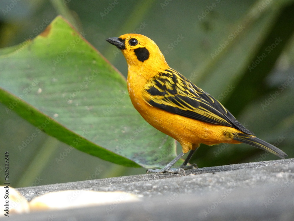 Fototapeta premium robin on a branch