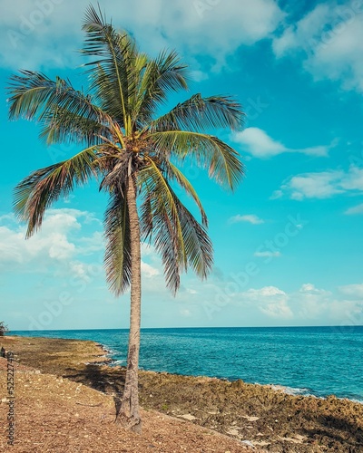 palm tree on the beach