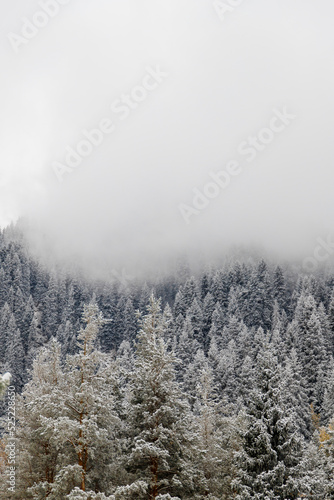 Scenic foggy mountain deep forest with snowy fir trees. Vertical copy space.