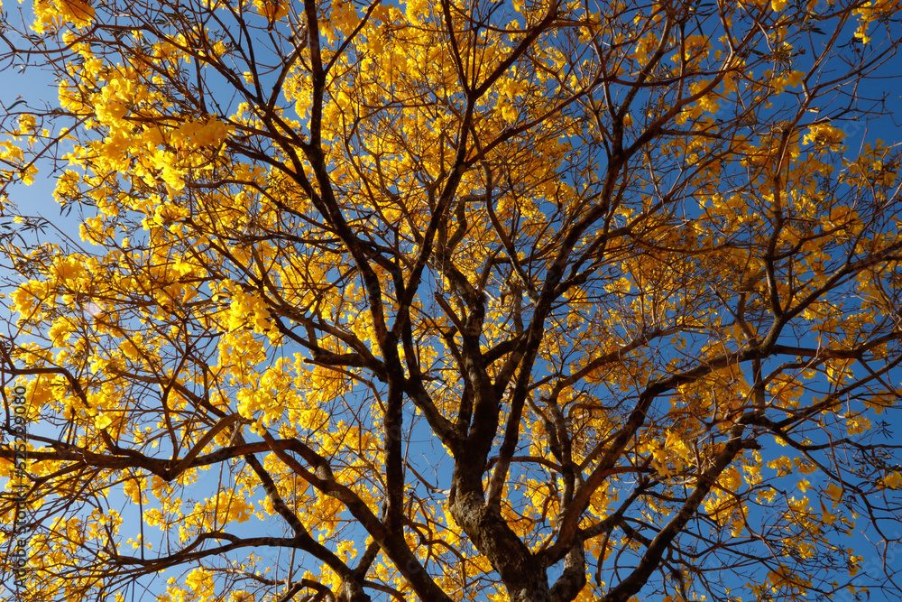 tree in autumn