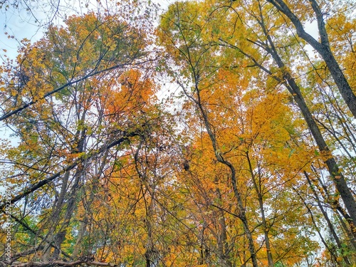 Thin Trees Among Yellow and Orange Autumn Leaves