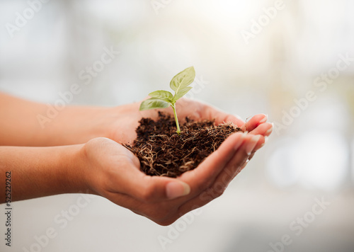 Sustainable, eco friendly and plant growth in hand with soil to protect the environment and ecosystem. Closeup of female palms with a young organic sprout or seedling for the sustainability of nature