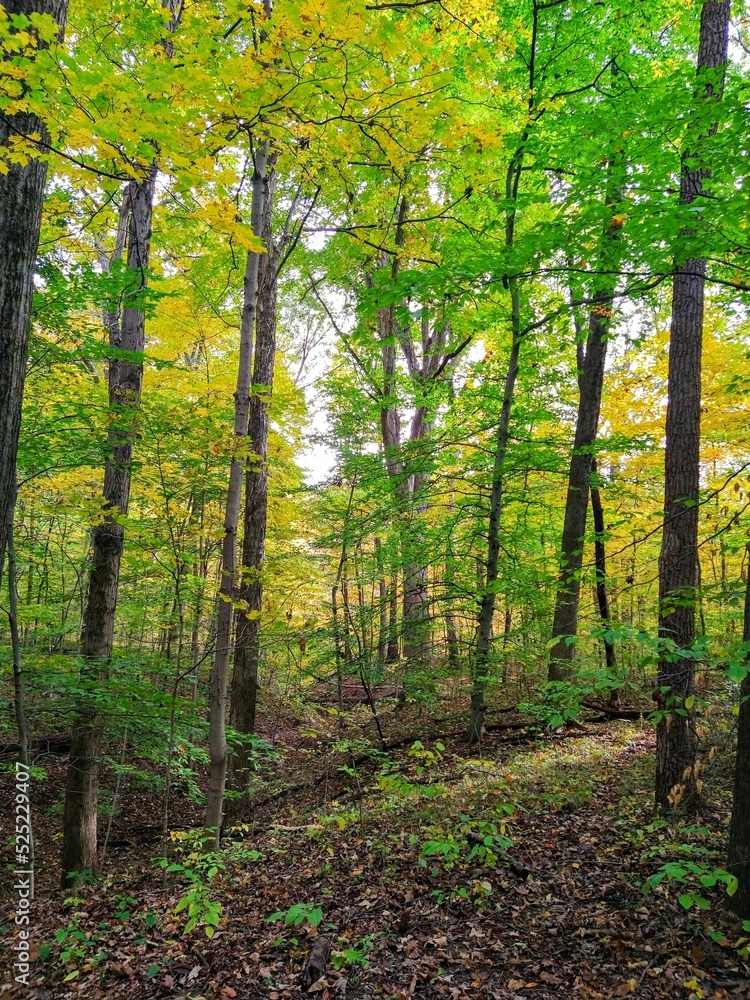 Fototapeta premium Sunlight on Forest Floor Beneath Green and Golden Autumn Trees