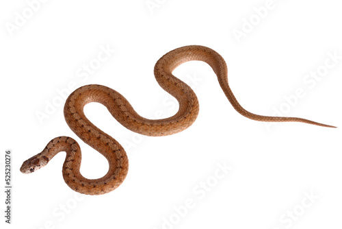 An adult Northern brown snake (Storeria dekayi) forms some S-shaped curves