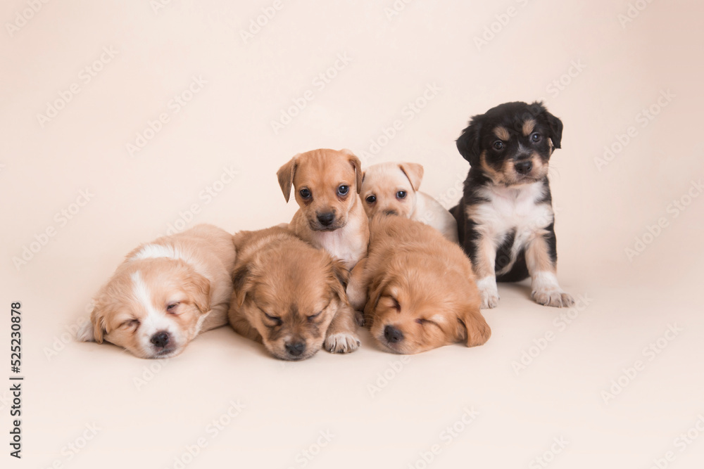 Sleeping Newborn mixed breed puppies dogs Sleeping Newborn mixed breed puppies dogs