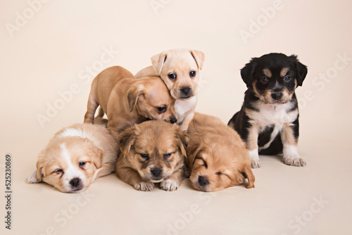 Fototapeta Naklejka Na Ścianę i Meble -  Sleeping Newborn mixed breed puppies dogs