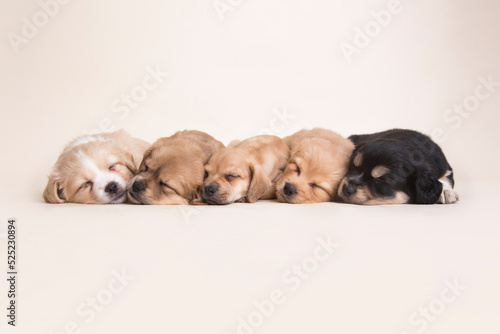 Sleeping Newborn mixed breed puppies dogs © natrocfort