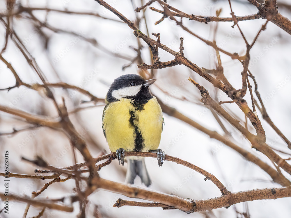 Cute bird Great tit, songbird sitting on a branch without leaves in the autumn or winter. Cute bird Great tit, songbird sitting on a branch without leaves in the autumn or winter.
