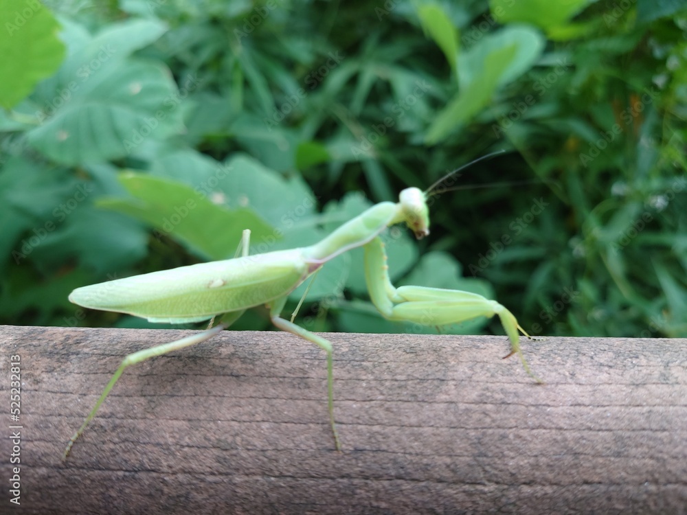 横から見たカマキリ 横から見たカマキリ