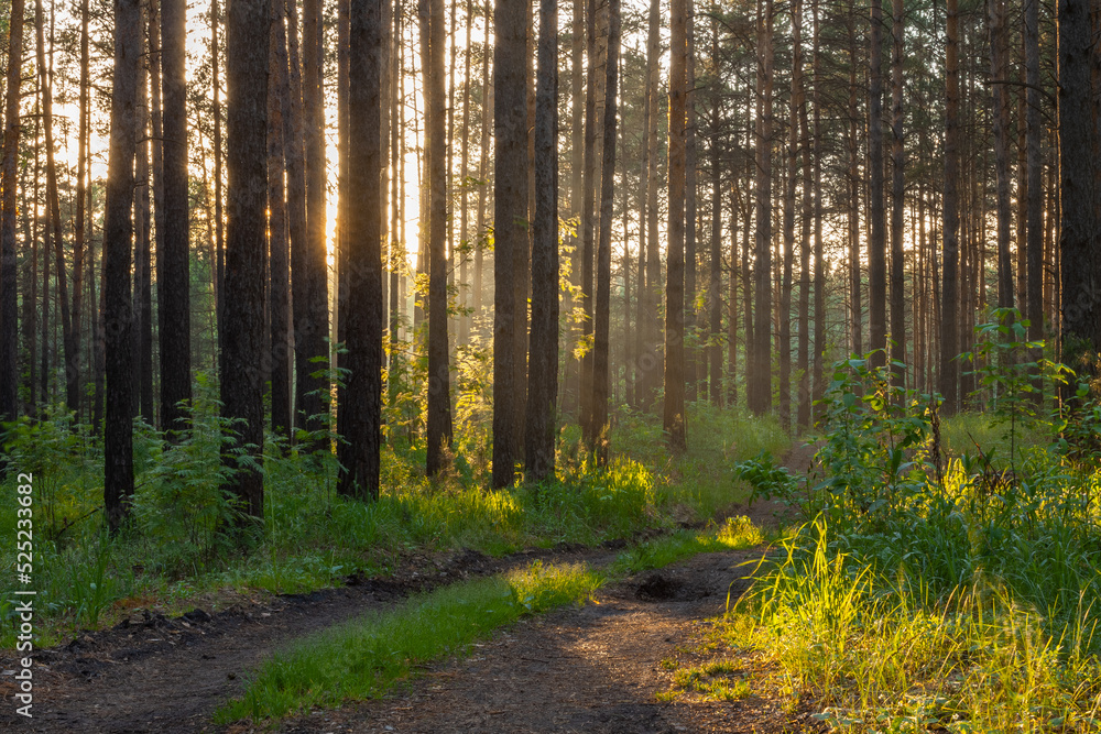 Fototapeta premium sunset in the forest
