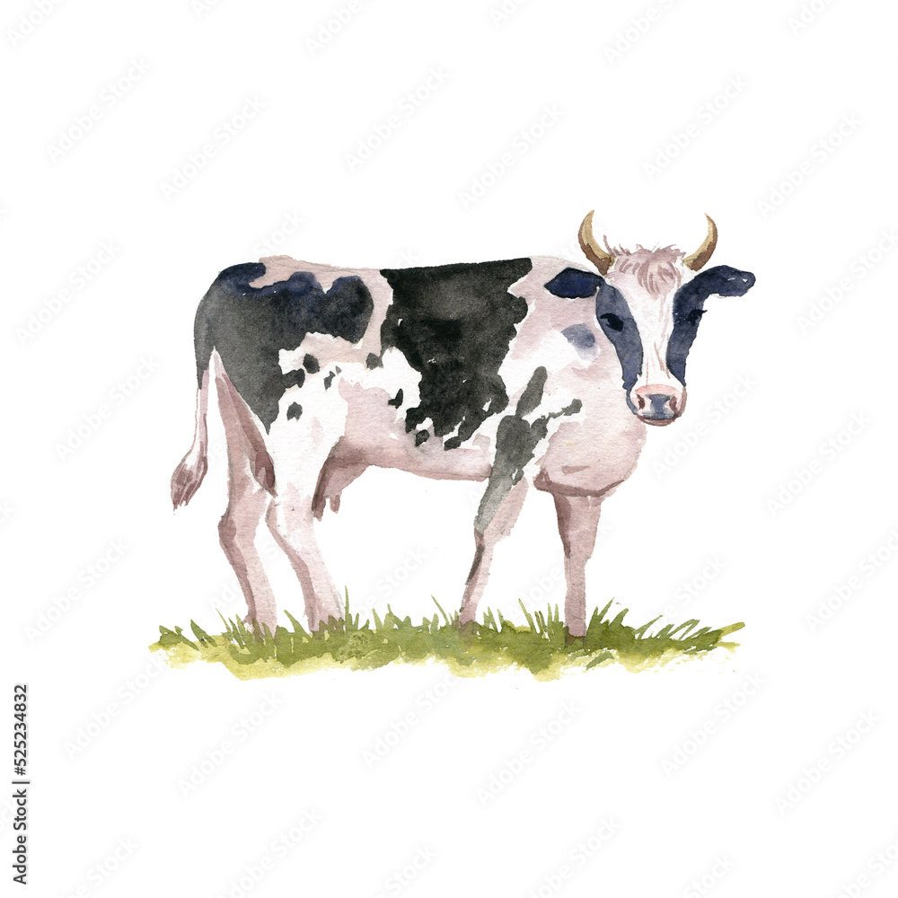 watercolor drawing sketch of cow at green grass isolated at white background, hand drawn illustration