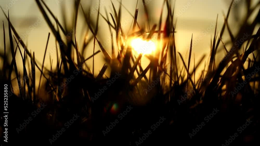 Grass stalks in the sun.nature background.Field grass stems. 4k footage Grass stalks in the sun.nature background.Field grass stems. 4k footage