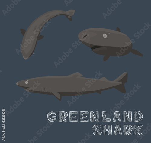 Greenland Shark Cartoon Vector Illustration