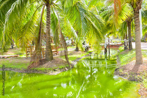 Coconut groves and beautiful water in a resort that relaxes tourists photo