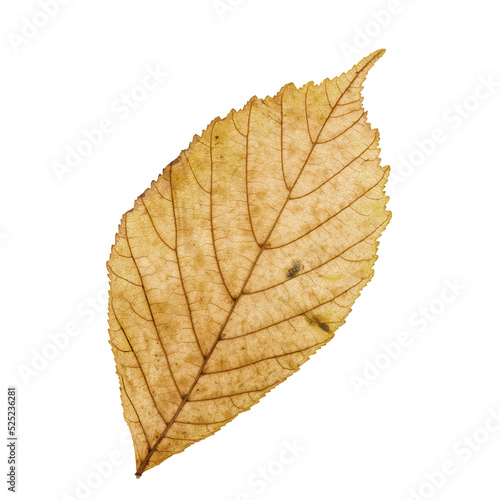 leaf isolated on white png