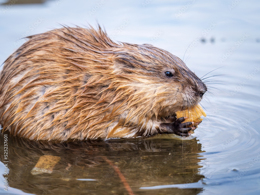 Wild animal Muskrat, Ondatra zibethicuseats, eats on the river bank Wild animal Muskrat, Ondatra zibethicuseats, eats on the river bank