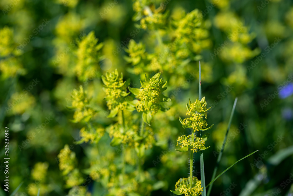 Cruciata laevipes flower in meadow Cruciata laevipes flower in meadow