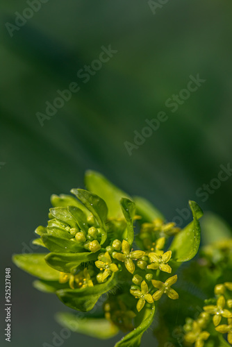 Cruciata laevipes flower growing in meadow, close up shoot	
