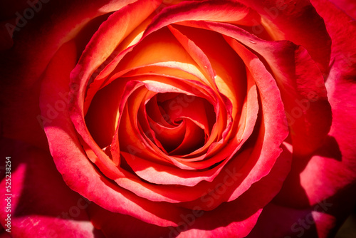 A closedup shot of a red rose.