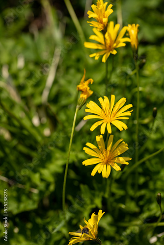 Aposeris foetida flower in meadow photo