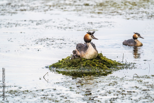 A pair of water birds, Great Crested Grebe, feeding chick at nest.
