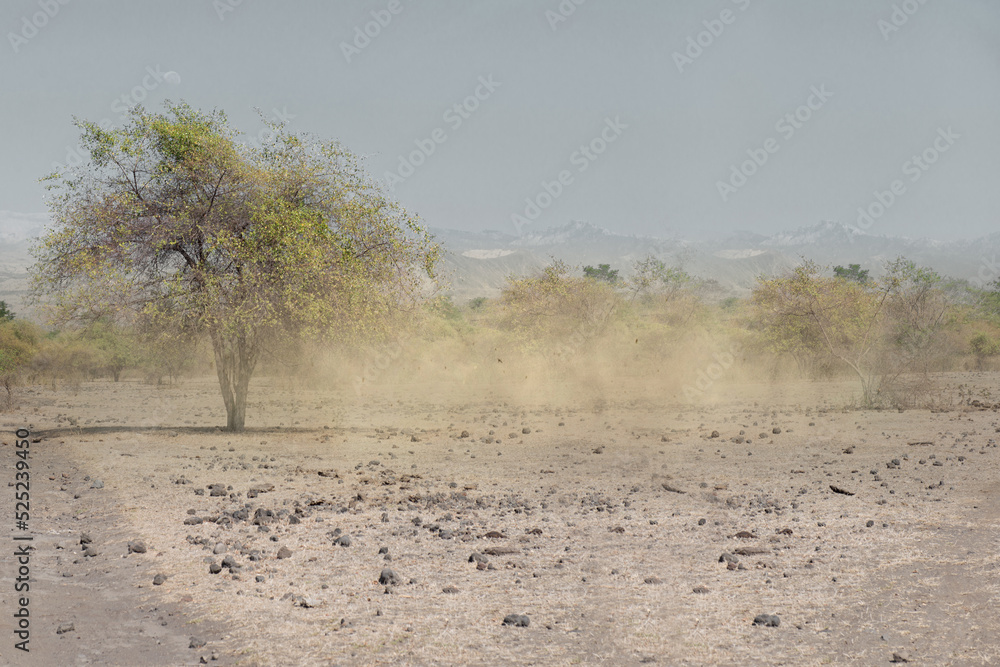 Obraz premium Meadow field with trees