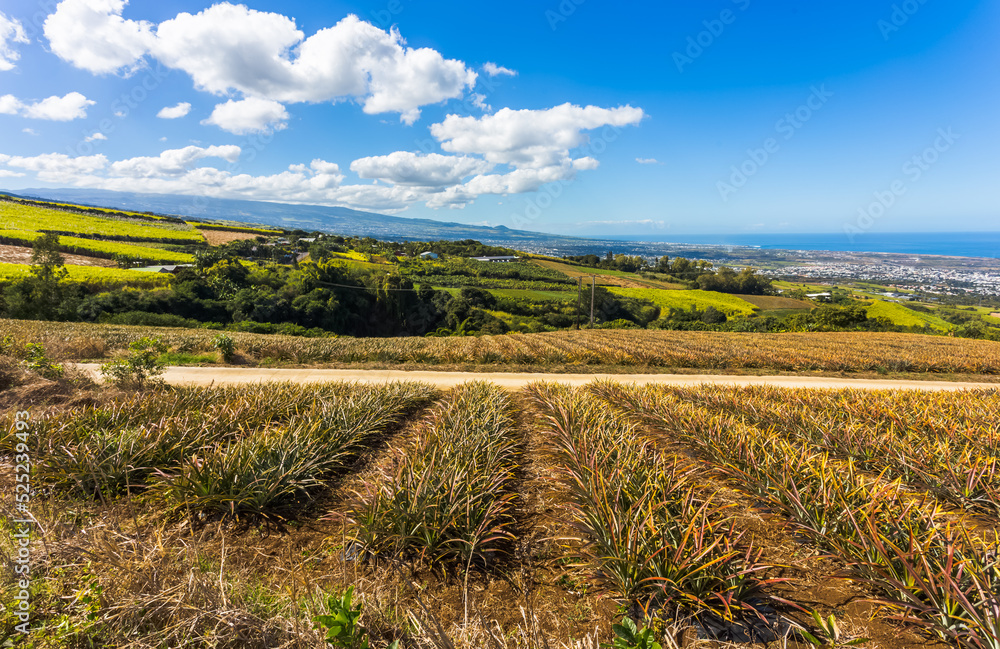 Fototapeta premium Champ d’ananas, Bellevue, Saint-Louis, île de la Réunion 