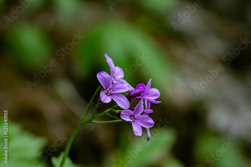 Cardamine pentaphyllos flower growing in meadow, macro