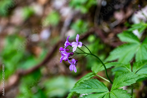 Cardamine pentaphyllos flower growing in meadow