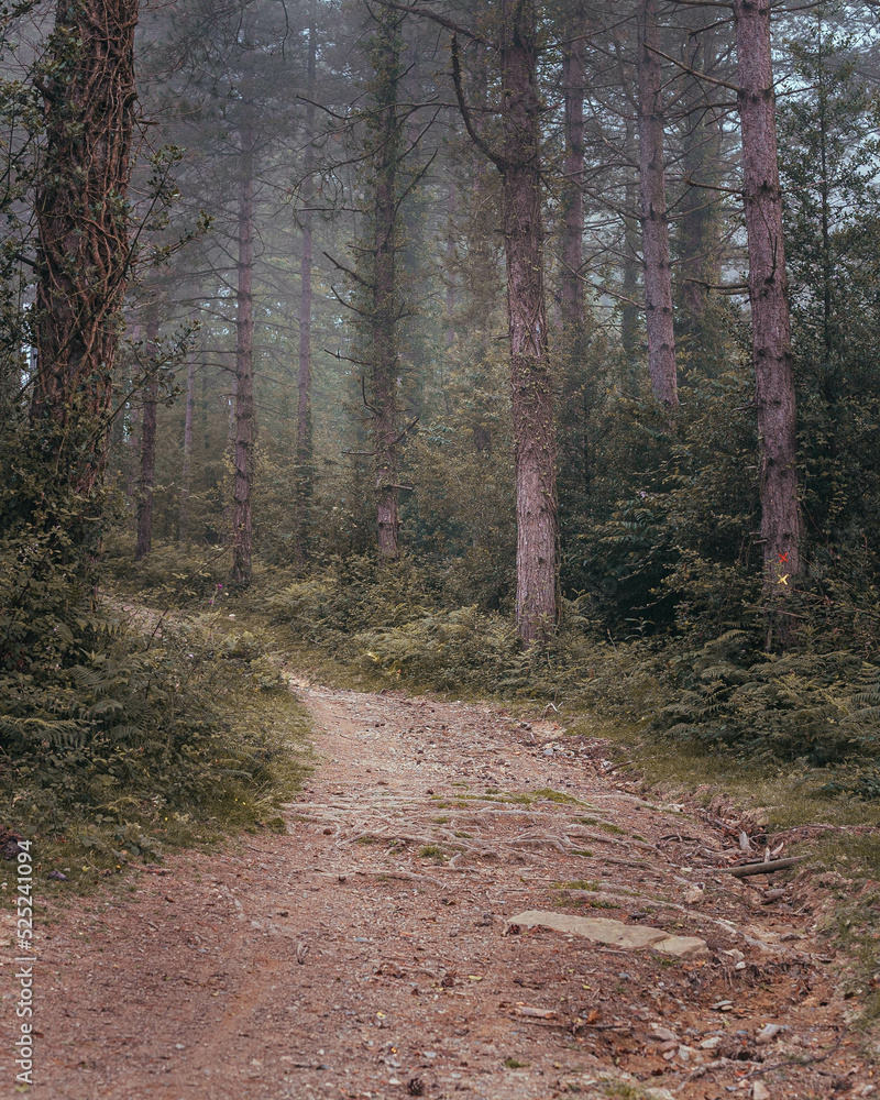 Fototapeta premium chemin forêt basque