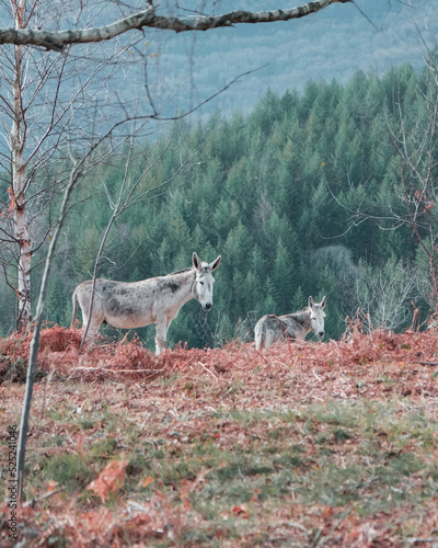 Deux ânes sur fond de forêt