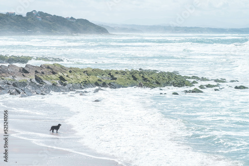 chien face à la mer 