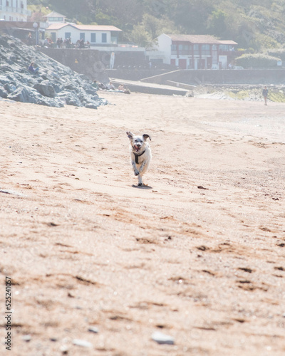 chien courant dans le sable
