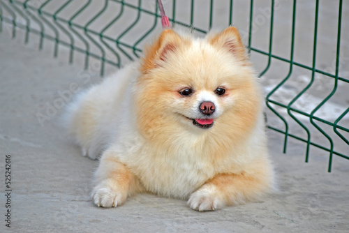 cream-colored Pomeranian dog aka Pom (Zwers, Tumbleweed, Deutscher Spitz, Zwergspitz) sitting on the street near green grid border and waiting with hope, home pet animal closeup