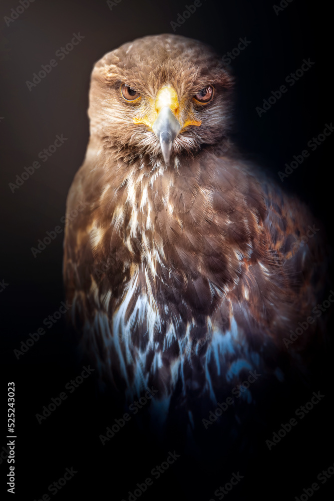 Aguila de Harris (Harris eagle)