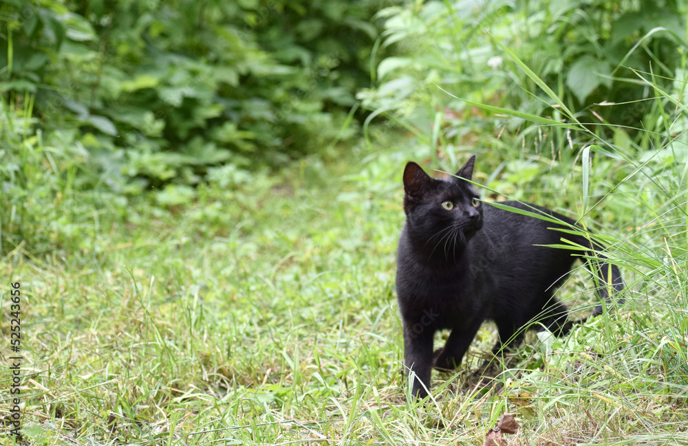 Black cat in the garden Black cat in the garden