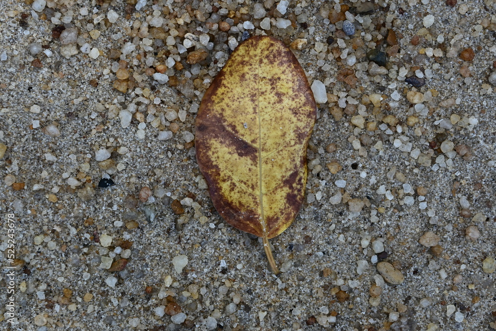 background of brown leaves falling on the beach sand background of brown leaves falling on the beach sand