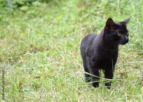 Black cat in the garden