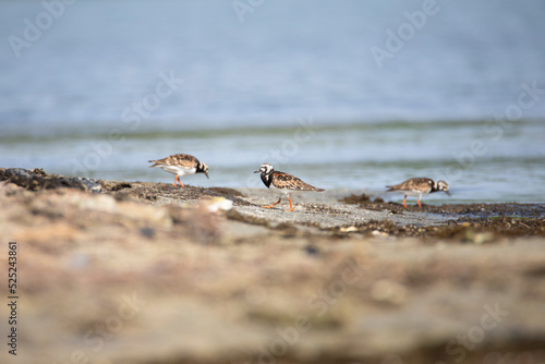 Ruddy Turnstone birds - breeding plumage - on a lake shore © fromsham55
