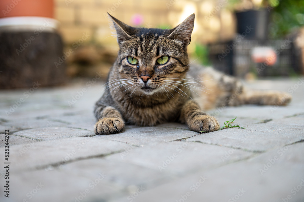 Naklejka premium Cute cat is resting in the yard. Cat lies and basks in the sun. The cat is resting on a track in the yard.