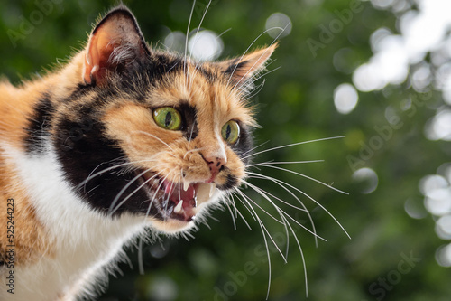Fotografia Cat aggression. Angry homeless cat hissing.